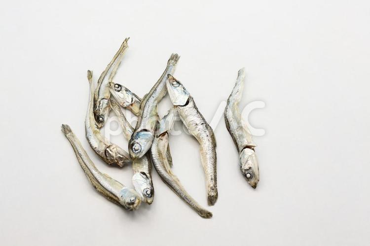 展示中の生き物たち