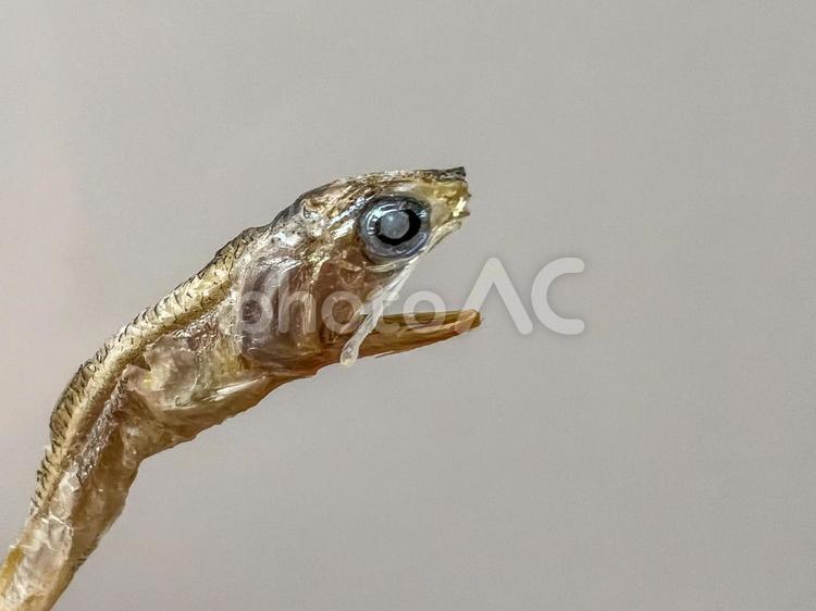 展示中の生き物たち