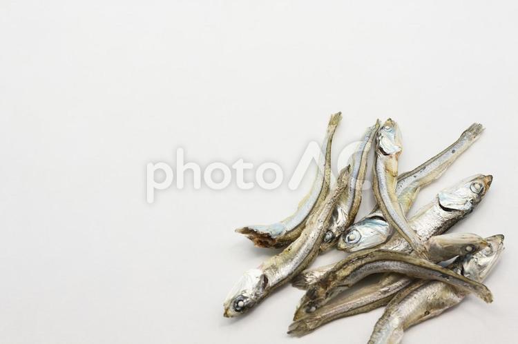 展示中の生き物たち