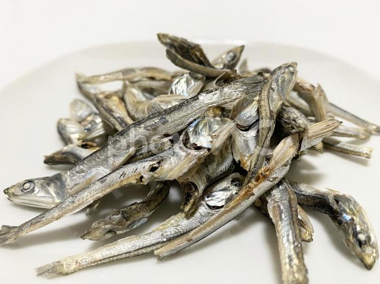 展示中の生き物たち