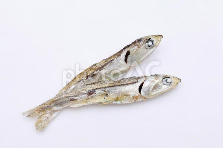 展示中の生き物たち