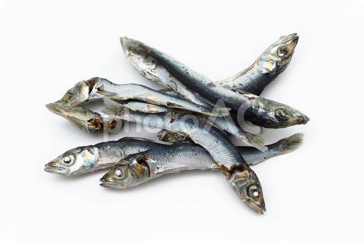 展示中の生き物たち