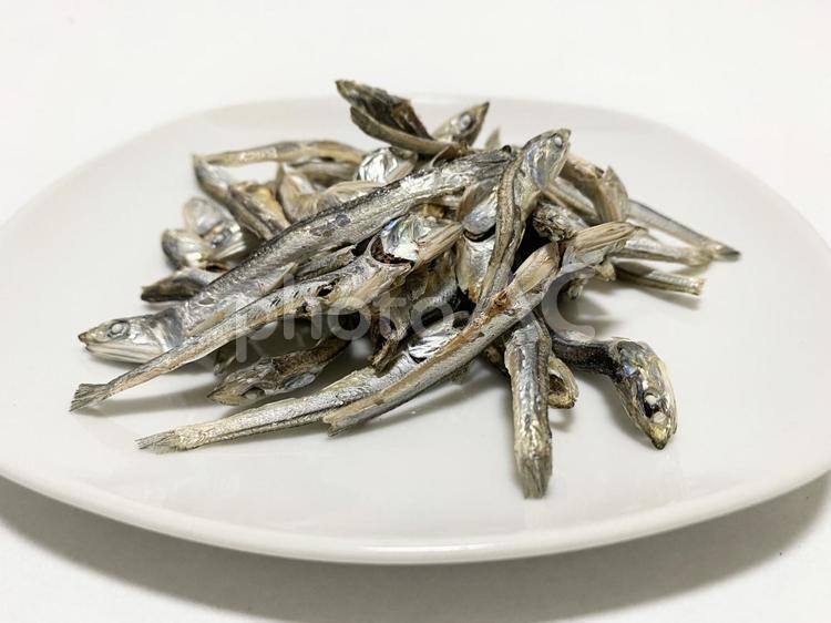 展示中の生き物たち