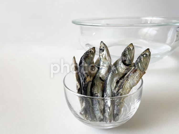 展示中の生き物たち