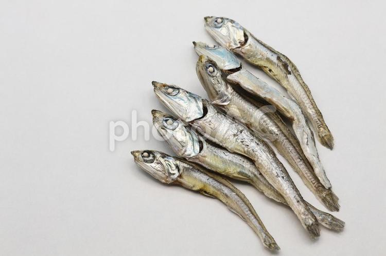 展示中の生き物たち