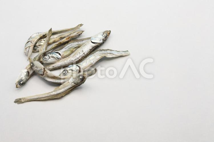 展示中の生き物たち