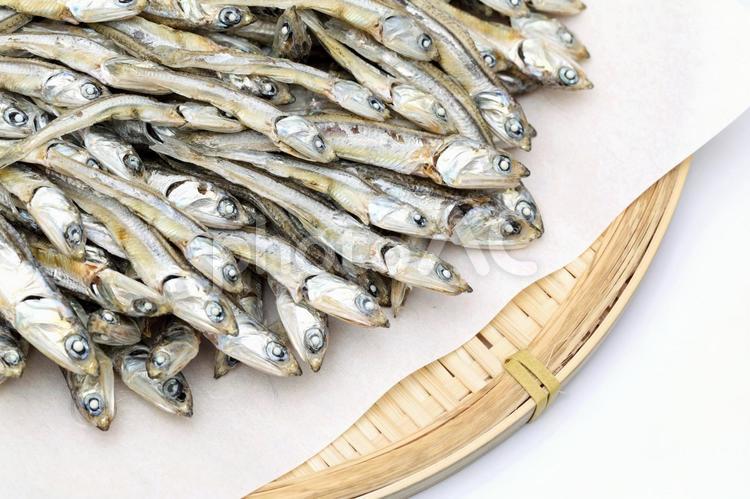 展示中の生き物たち