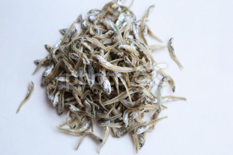 煮干しとのふれあい体験