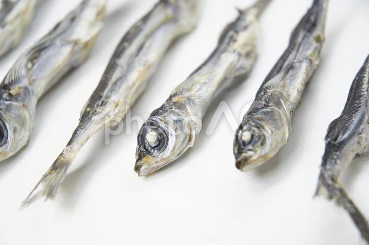 煮干しとのふれあい体験