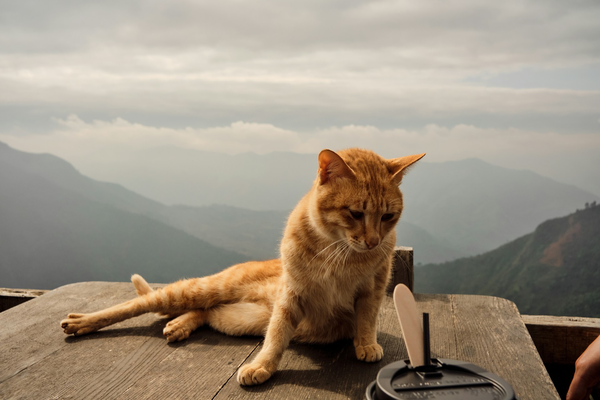 ショートケーキ